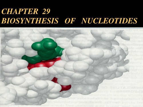 上海交大生物化学课件chapter