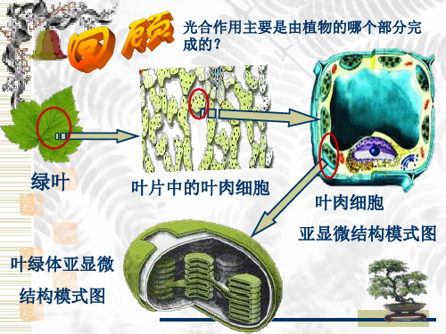 人教版教学课件光合作用课件人教版ppt