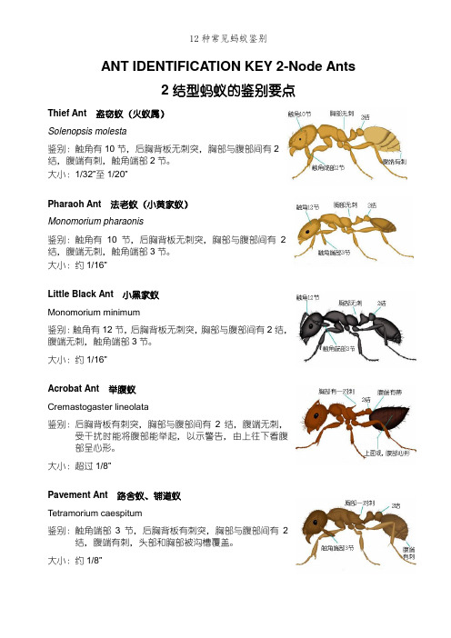 12种常见蚂蚁鉴别