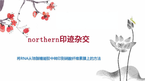 northern印迹杂交