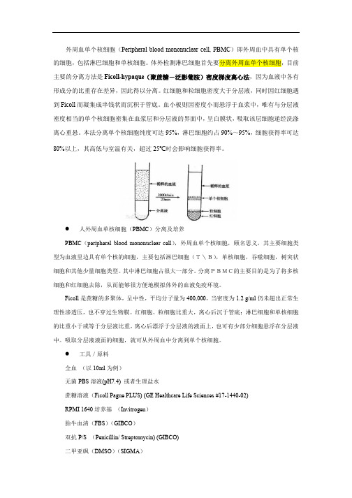 外周血单个核细胞