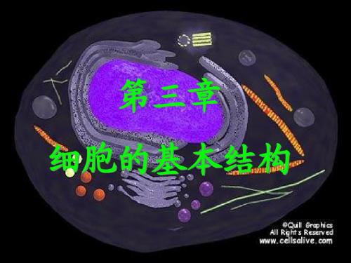 细胞膜——系统的边界