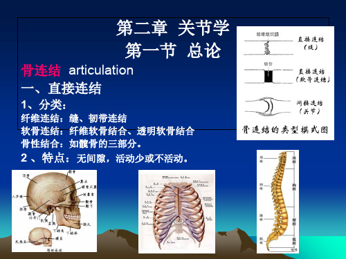 《骨连结》ppt课件45页PPT
