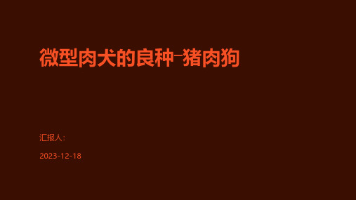 微型肉犬的良种―猪肉狗