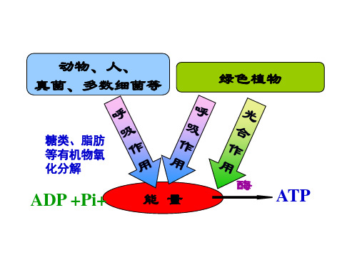 人教版生物必修一5.3细胞呼吸的原理和应用