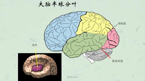 脑功能区定位课件