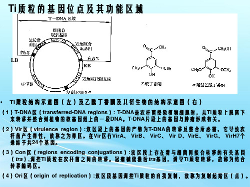 根癌农杆菌Ti质粒课件