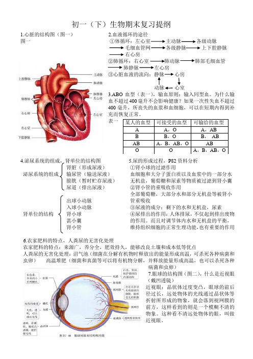 初一(下)生物期末复习提纲