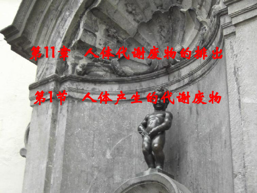 北师大版-生物-七年级下册人体代谢废物的排出 课件