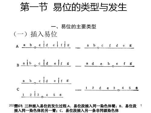 第六章染色体易位