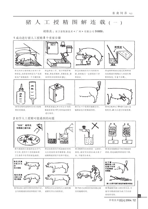 猪人工授精图解