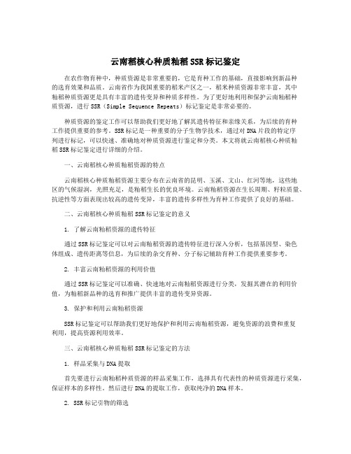 云南稻核心种质籼稻SSR标记鉴定