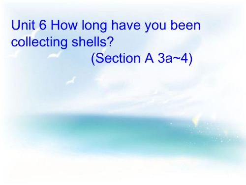 八年级英语课件-How long have you been collecting shell