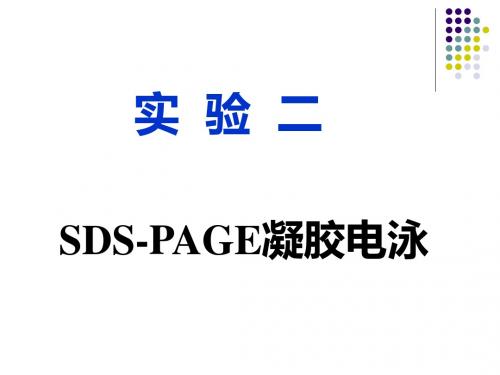 实验二SDSPAGE凝胶电泳