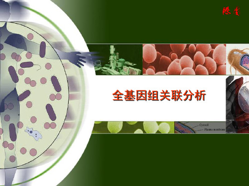 全基因组关联分析