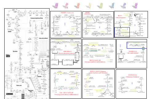 代谢示意图