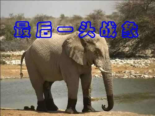部编六年级上人教《23 最后一头战象》李晓燕PPT课件 一等奖新名师优质课获奖比赛公开免费下载