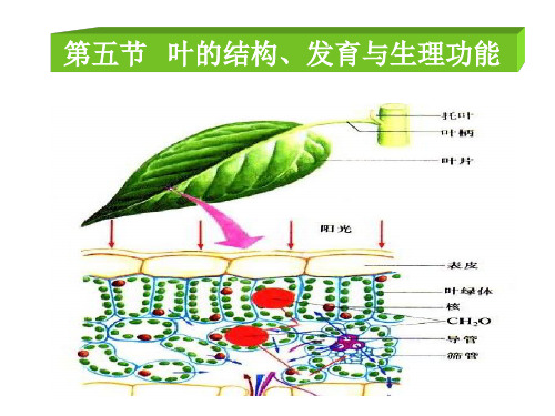 植物的叶