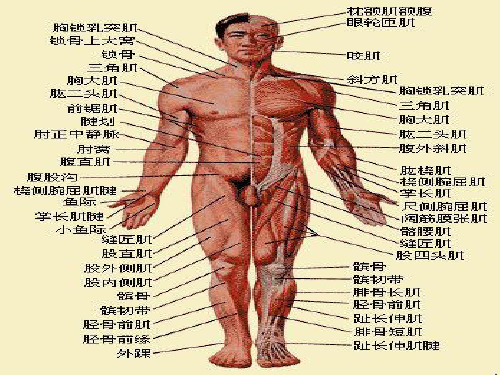 人体主要肌肉构造、位置及功能