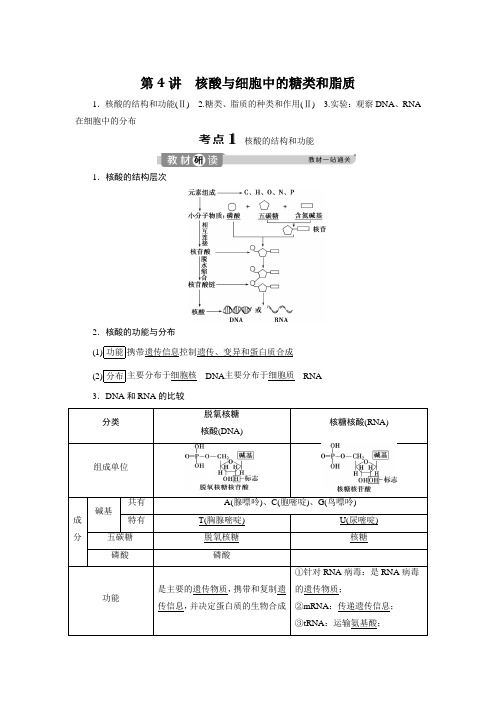 2020年高考生物一轮复习讲义：第4讲核酸与细胞中的糖类和脂质