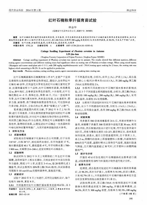 红叶石楠秋季扦插育苗试验