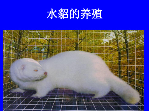 项目四 水貂的养殖
