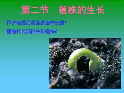 七年级生物 植株的生长 ppt课件