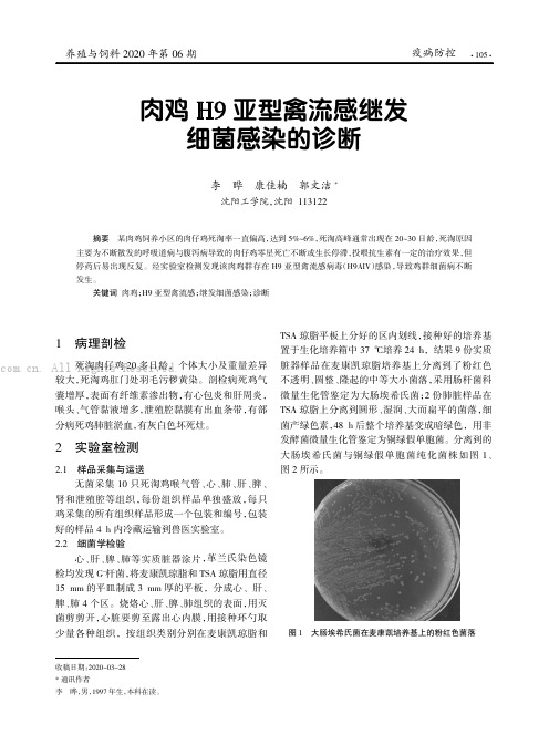 肉鸡H9 亚型禽流感继发细菌感染的诊断