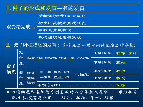 种子的形成和发育—胚的发育