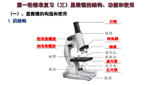 显微镜的结构、功能和使用备战2024年中考生物一轮复习全考点通关