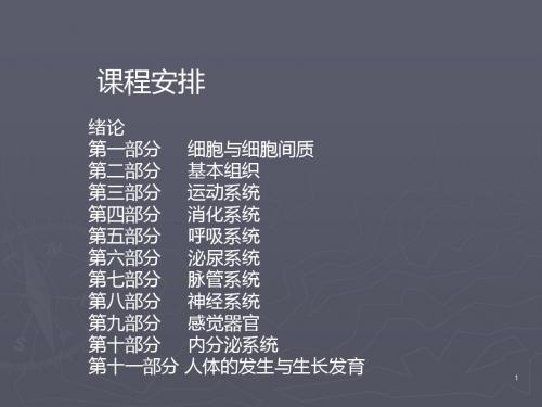 运动解剖学ppt课件