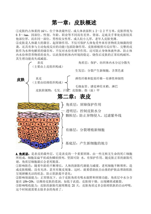 皮肤管理基础知识