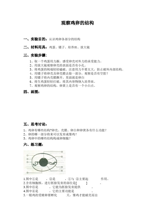 观察鸡卵的结构