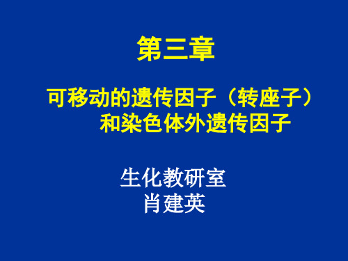 转座子质粒遗传重组