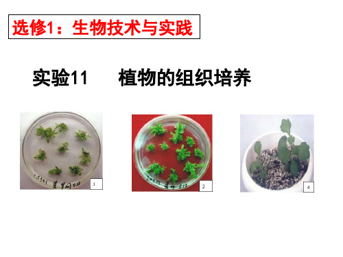 浙科版生物选修一生物技术实践模块