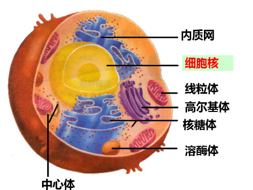 3.3细胞核──系统控制中心