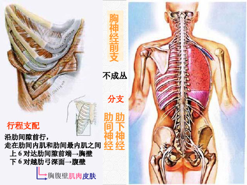 系统解剖学脊神经胸神经前支腰丛骶丛PPT.