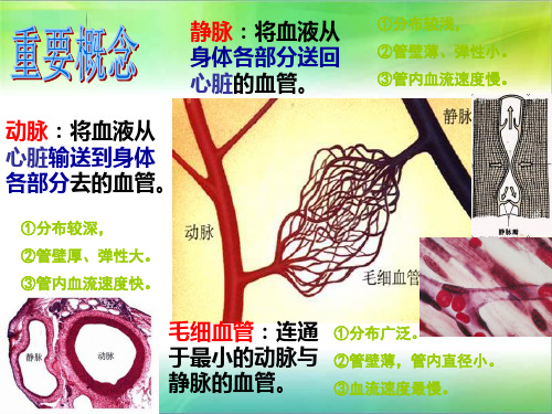 第三节 输送血液的泵----心脏