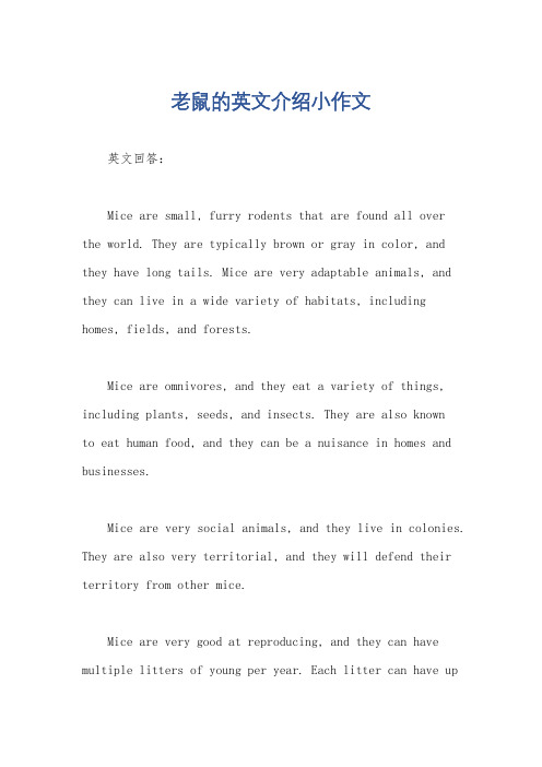 老鼠的英文介绍小作文