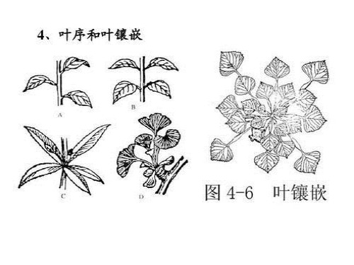 减数分裂各时期的特征