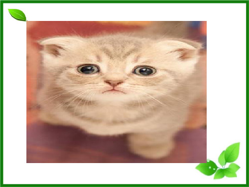 about cat.ppt