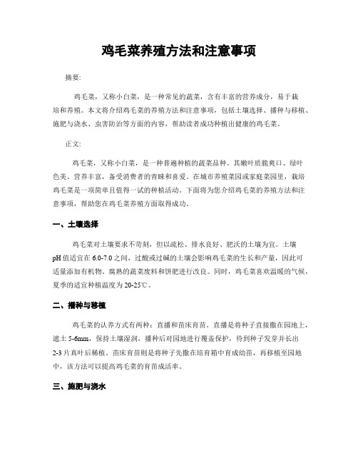 鸡毛菜养殖方法和注意事项