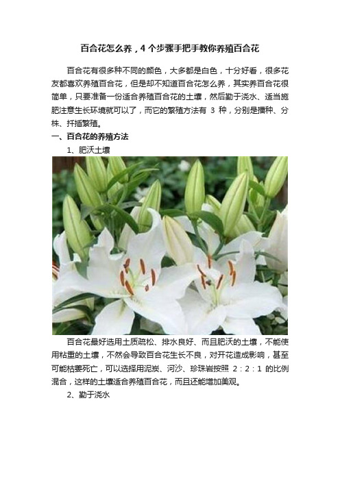 百合花怎么养，4个步骤手把手教你养殖百合花