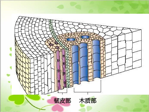 2022年鄂教版小学科学五上《树木中的纹路》公开课课件