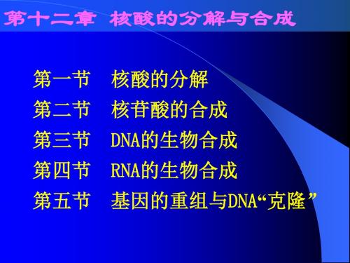 基础生物化学 第十二章(1-3节)-核酸的合成与分解