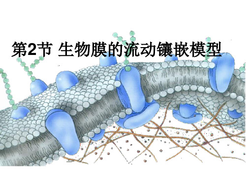 人教生物必修1第4章第2节生物膜的流动镶嵌模型