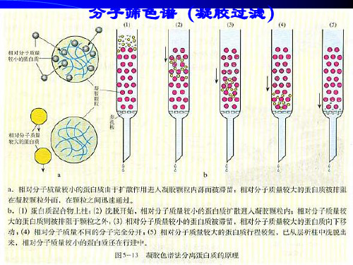 凝胶层析