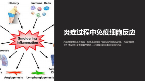 《免疫学课件：炎症过程中的免疫细胞反应》