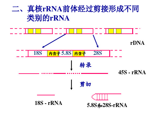 真核生物tRNA的转录后后加工