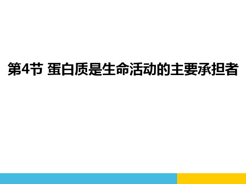 《蛋白质是生命活动的主要承担者》组成细胞的分子-人教版高中生物必修一PPT课件